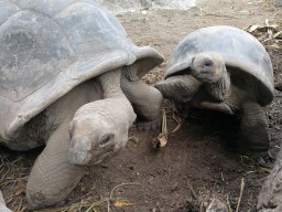 Ausflugsmöglichkeiten - Schildkrötenbeobachtungen auf La Digue.